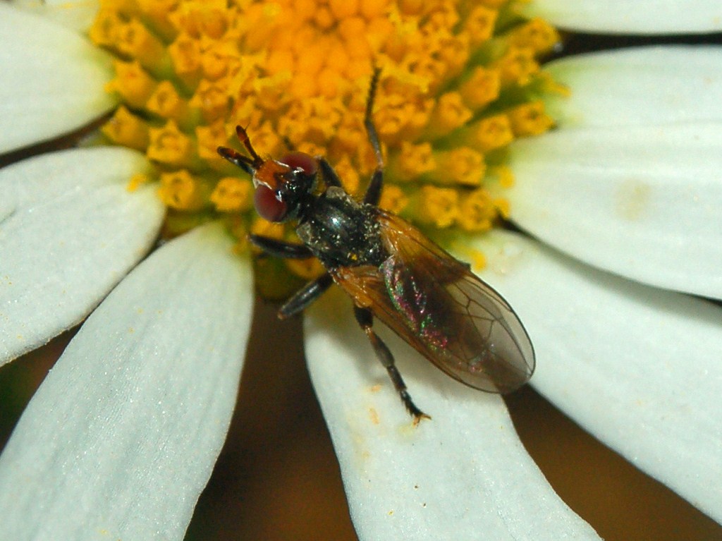 Thecophora cf. atra (Conopidae)